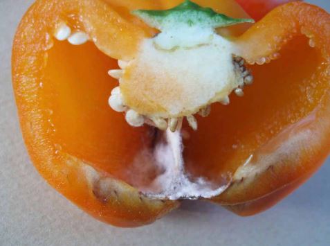 Cross-section of a pepper fruit showing symptoms of Fusarium internal fruit rot